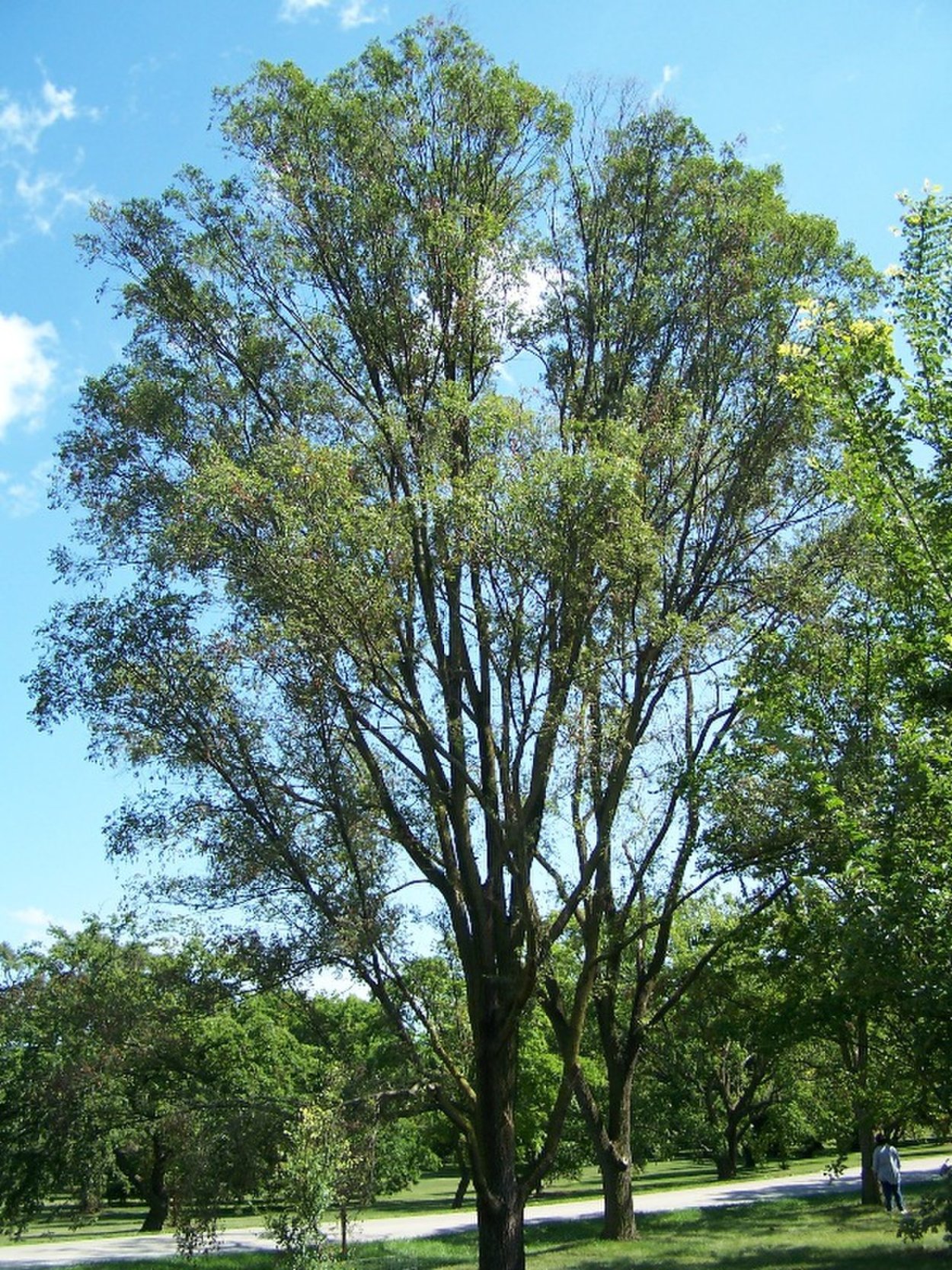 Вяз приземистый (Ulmus pumila l.)
