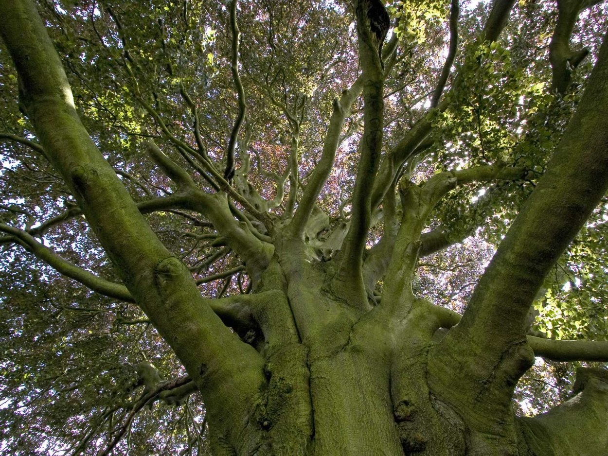 Карач дерево