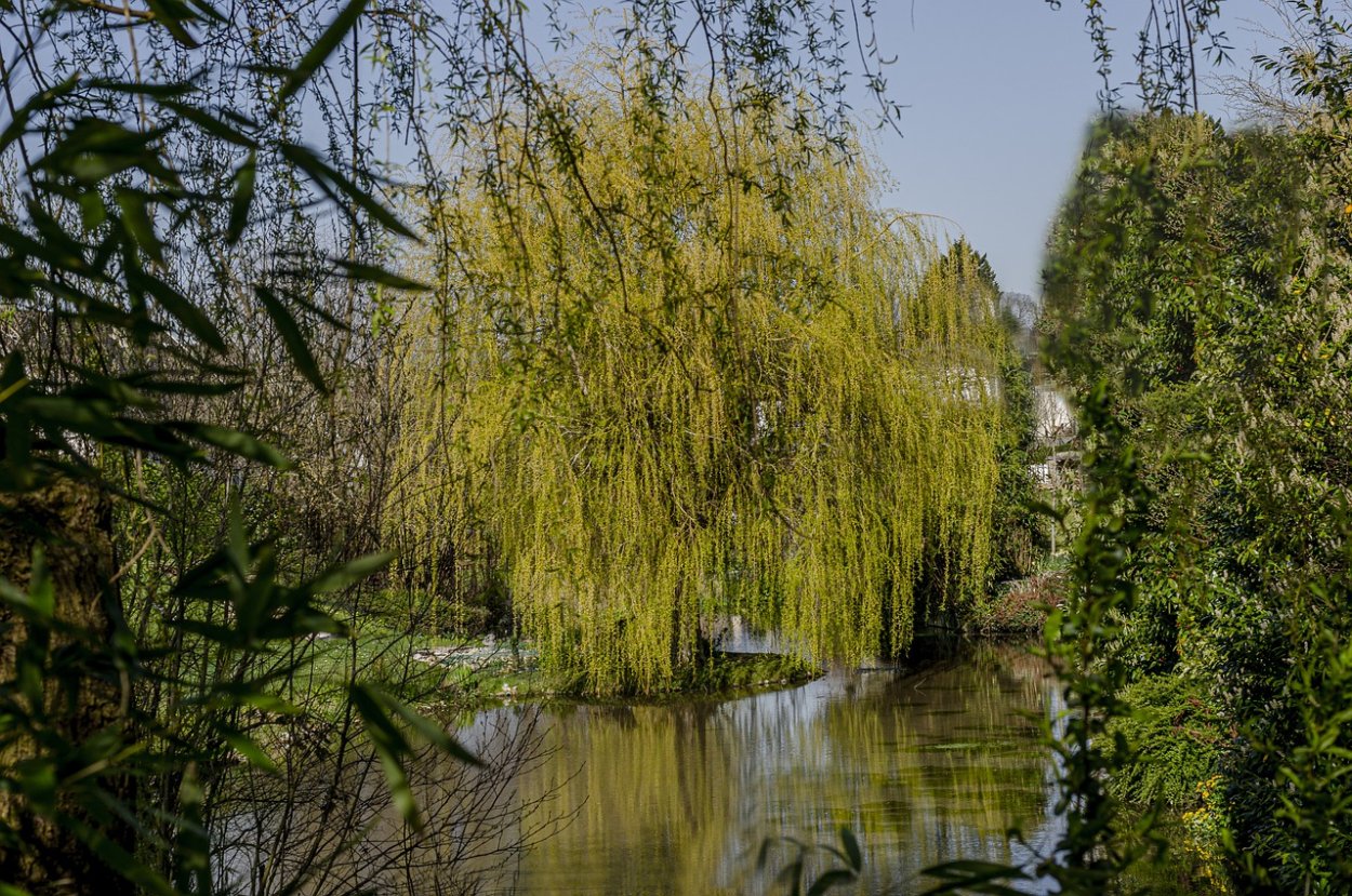 Сибирская Ива дерево