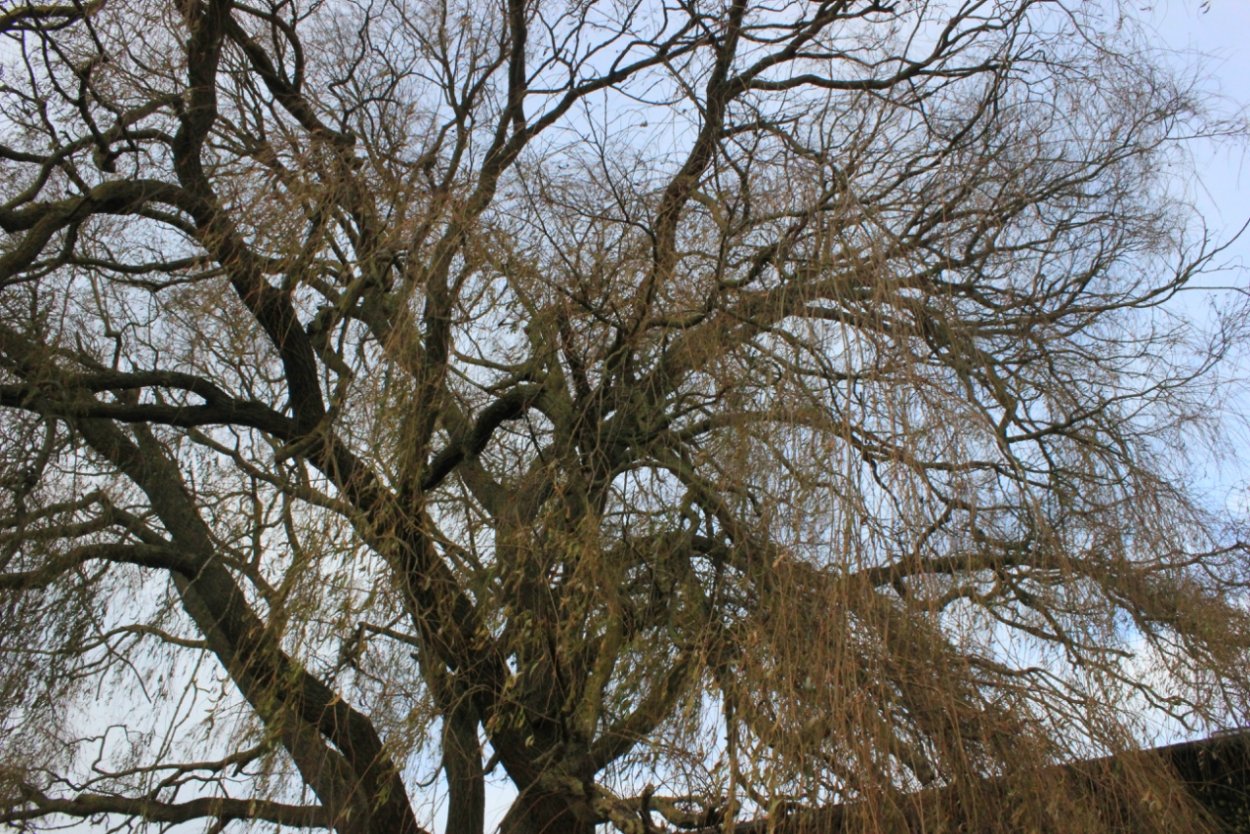 Ива Шверина плакучая