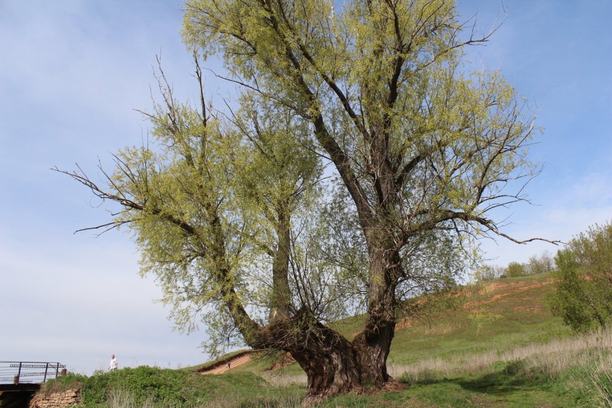 Ветла дерево