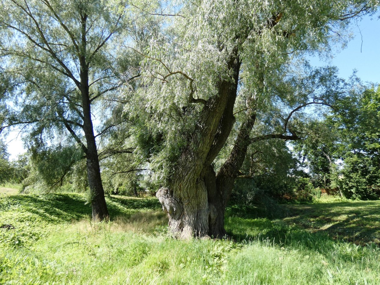 Ива белая ветла