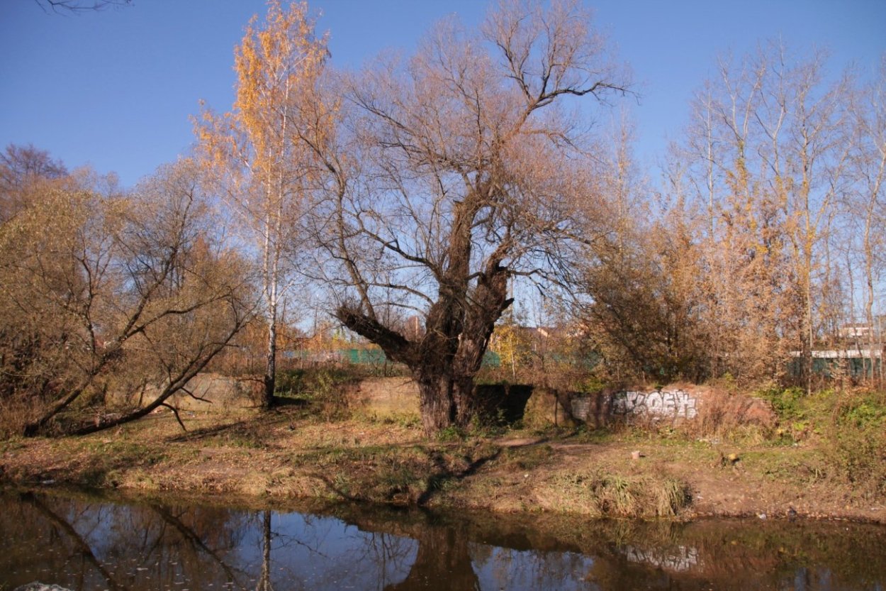 Ива плакучая Тристис