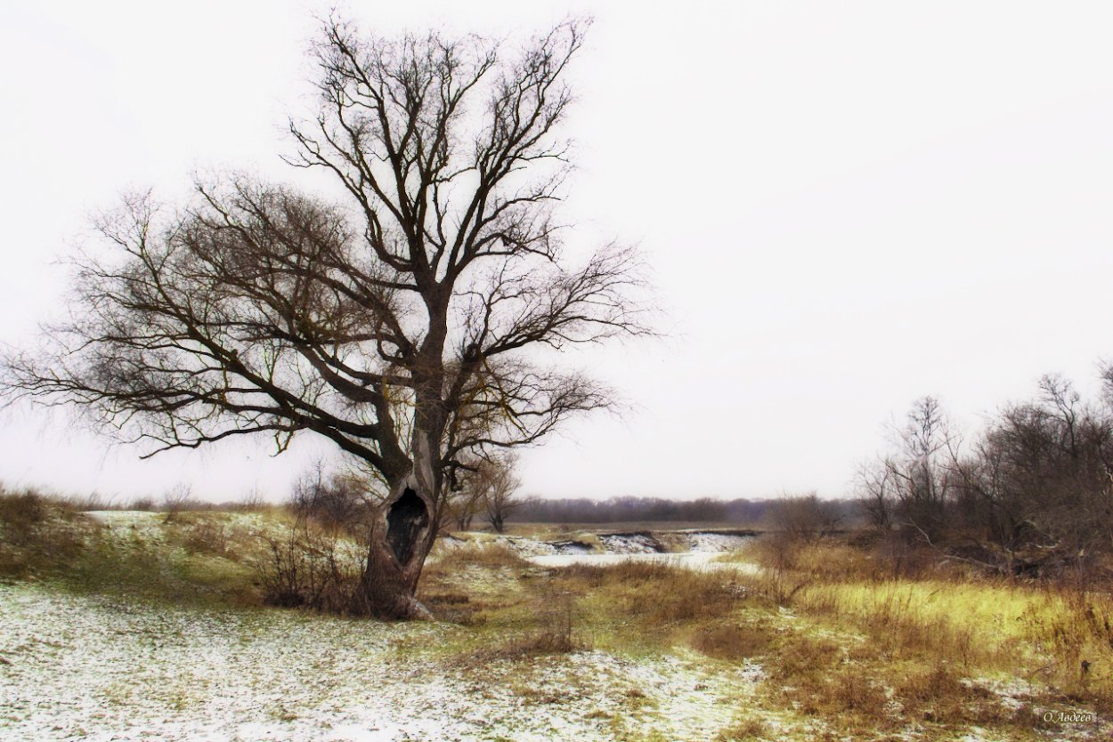 Ива Плакучий Гном