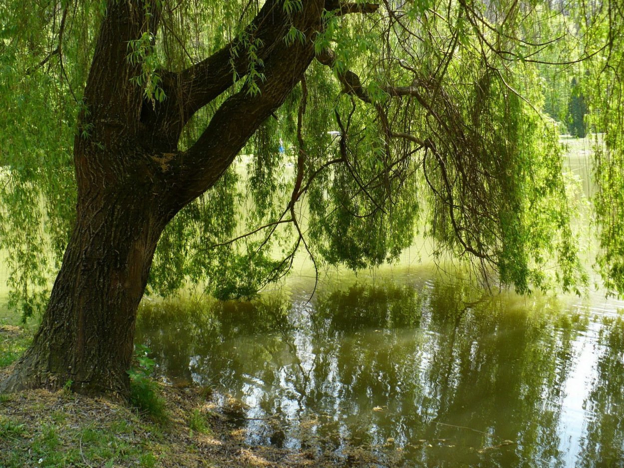 Ветла дерево