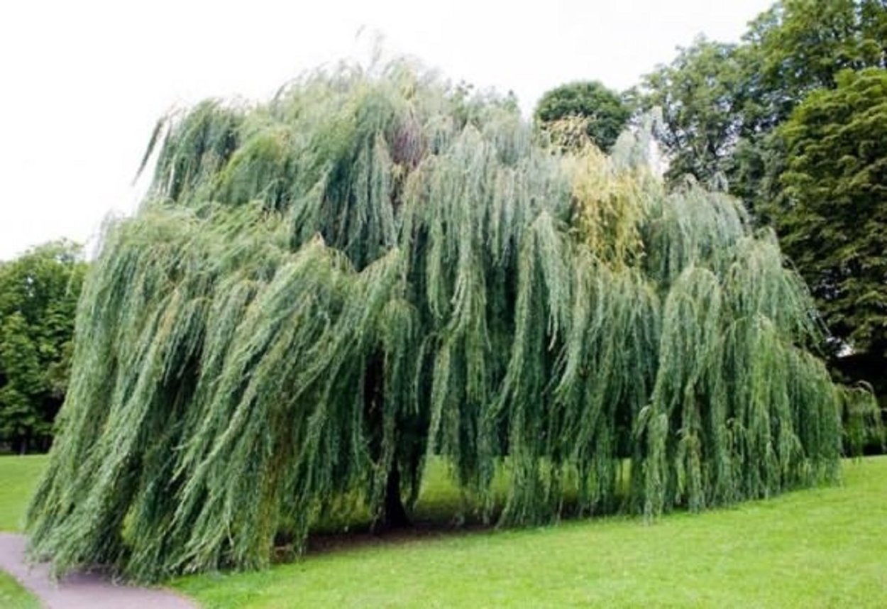 Ива трехтычинковая белотал