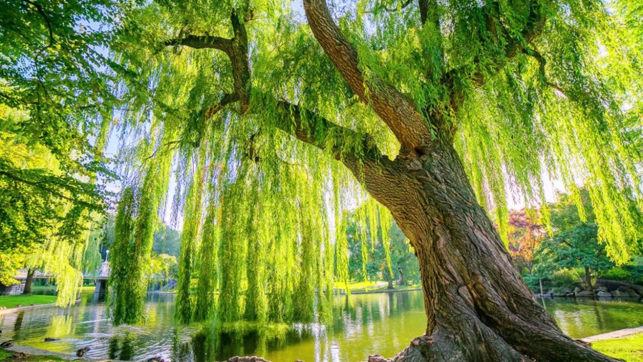 Ива плакучая карликовая