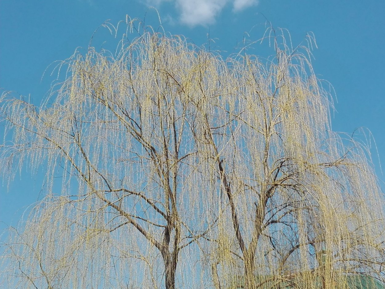 Ветлы Седые