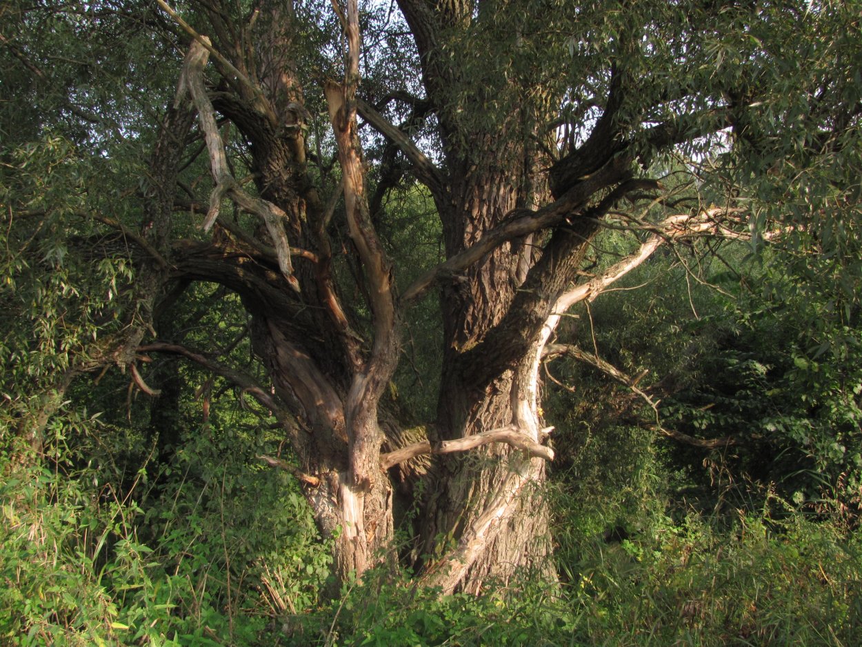 Ива, ветла, Ракита, Верба что