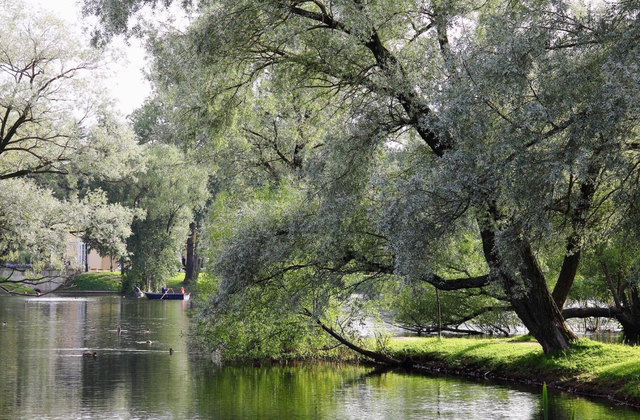 Ива, ветла, Ракита, лоза, Лозина, Верба