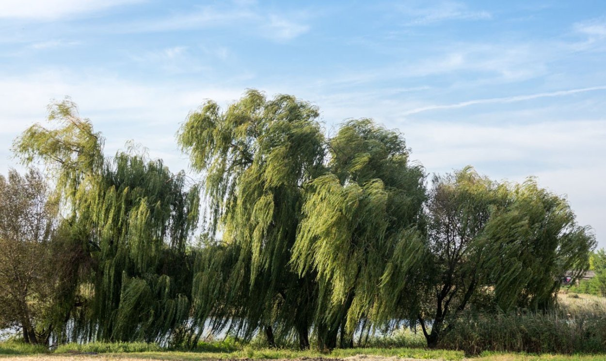 Плакучая Ива цветет