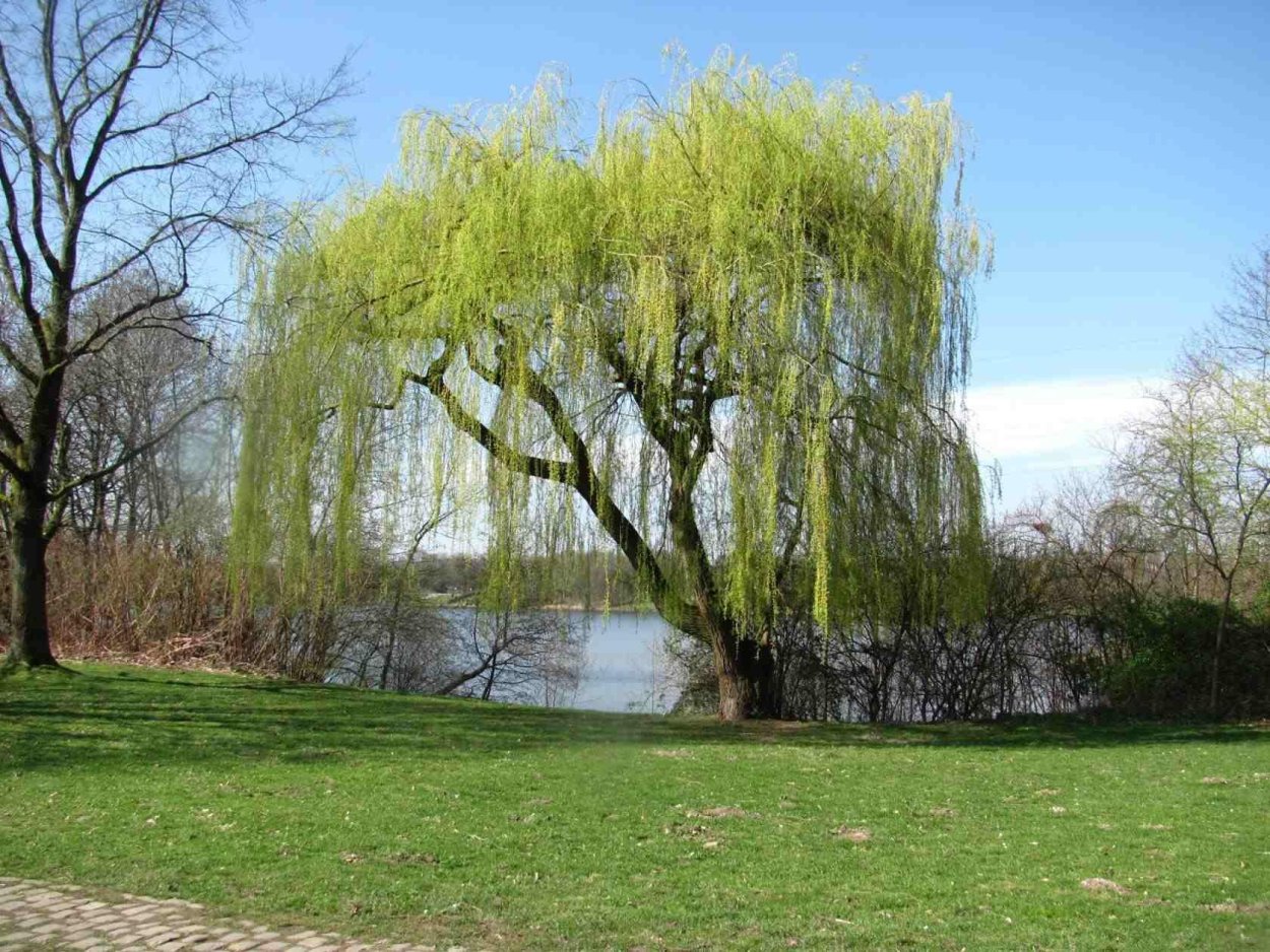 Ива золотистая плакучая