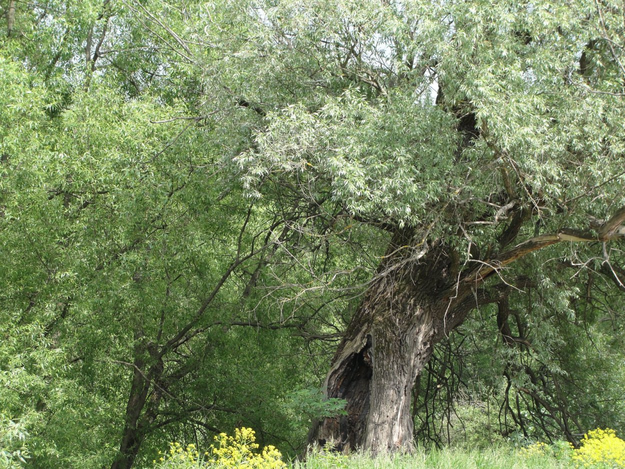 Дерево абрикос ветла