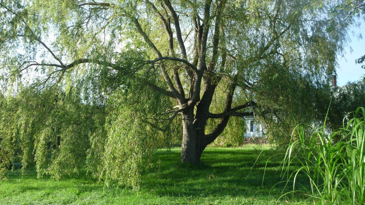 Ива белая (Salix Alba)