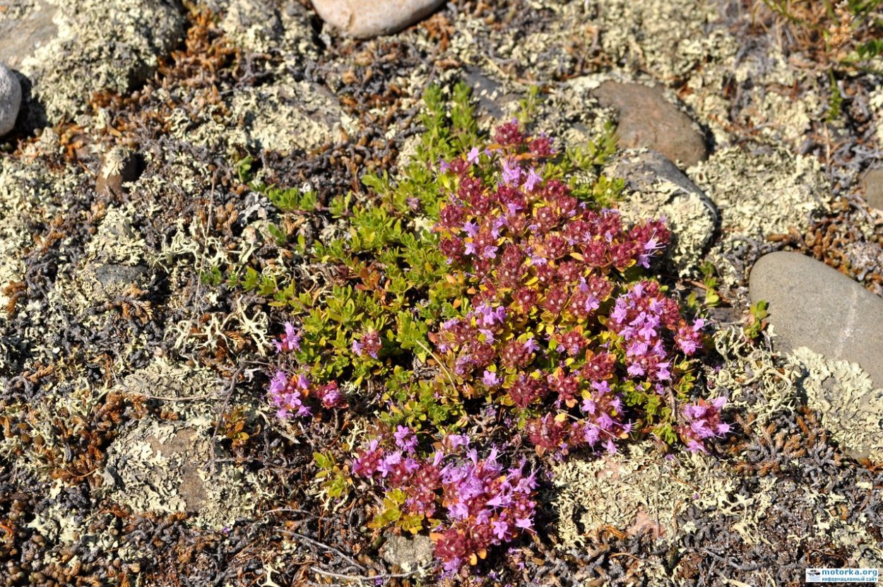 Чабрец на Байкале