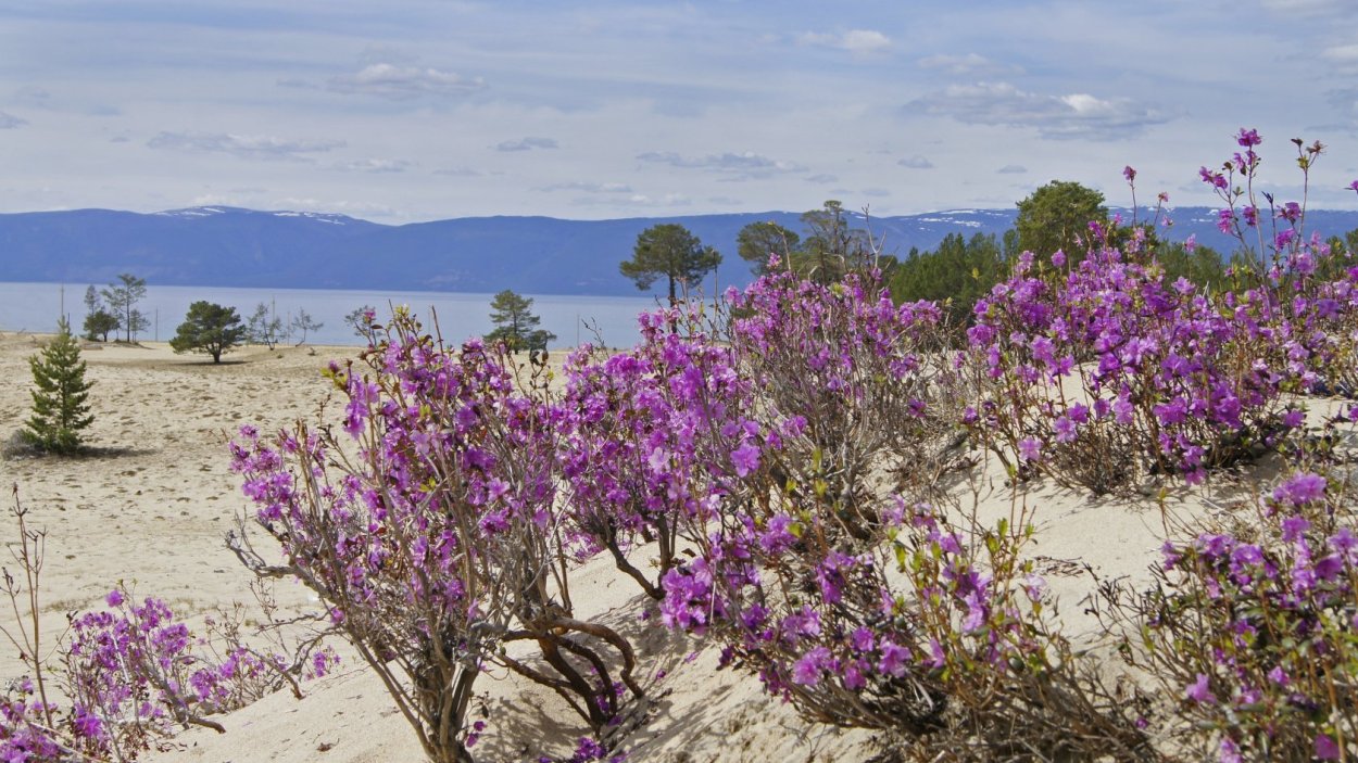 Сибирская трава Саган дайля