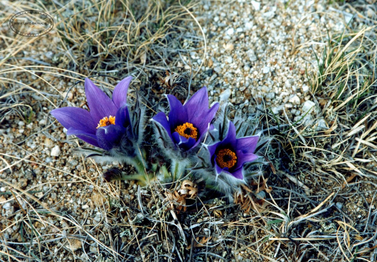 Гармала ВЕДЬМИНА трава