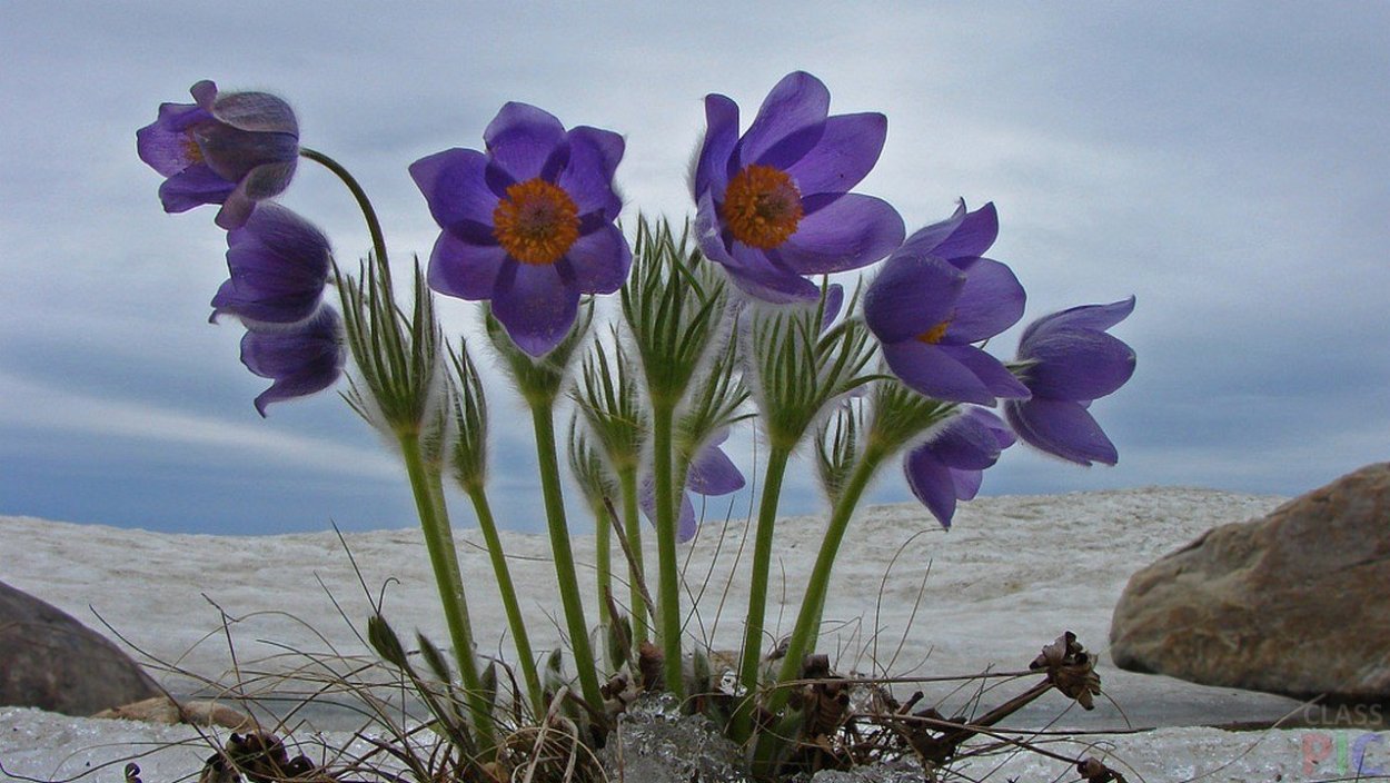 Подснежники на Байкале