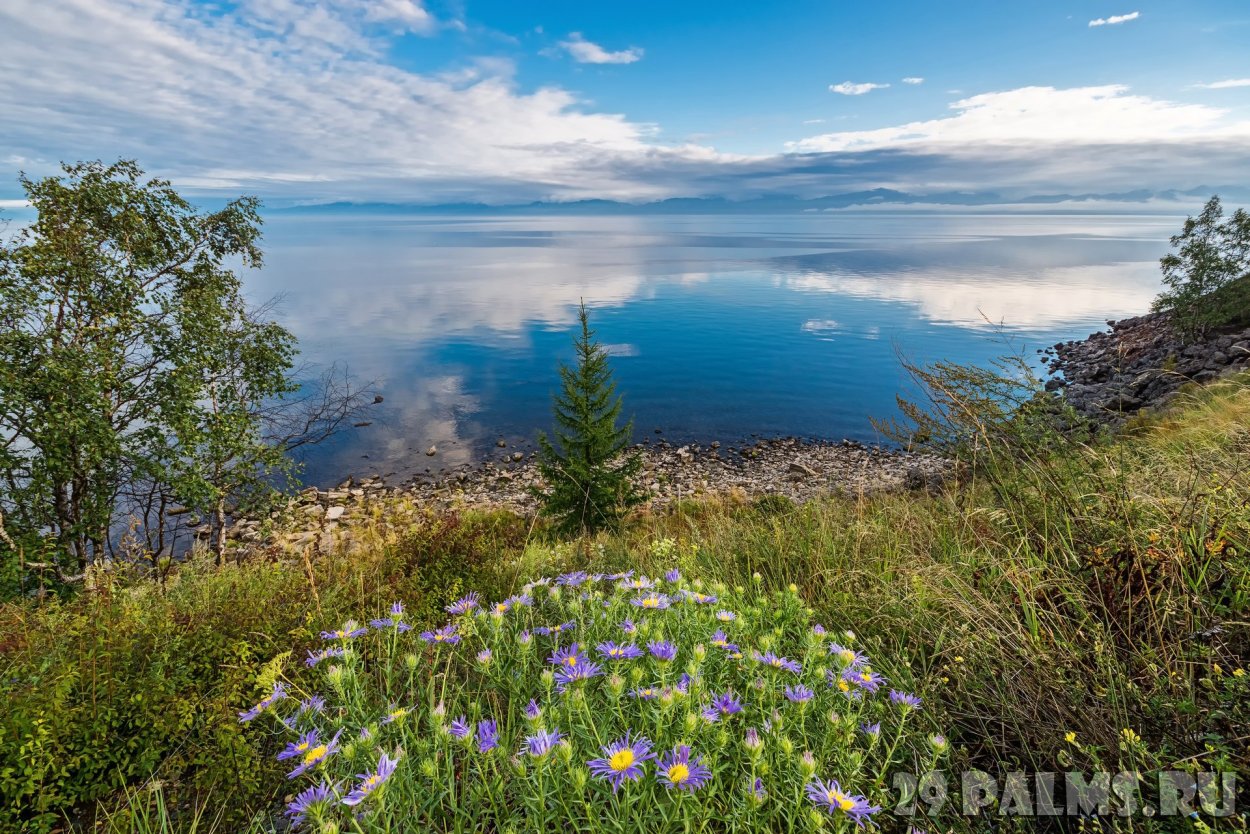 Полевые цветы Байкала