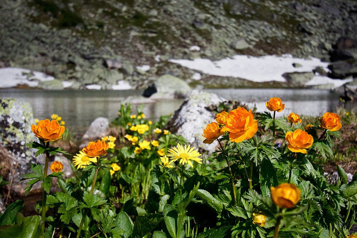 Купальница Байкальская
