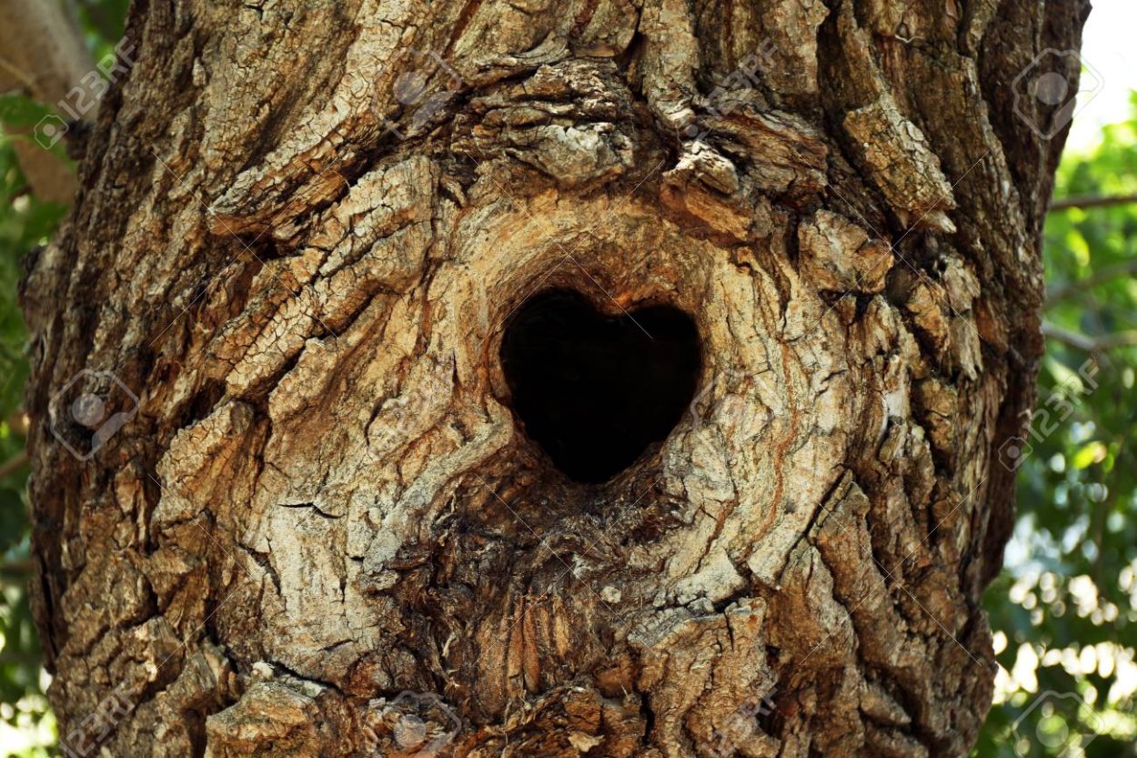 Дерево крупным планом с дуплом