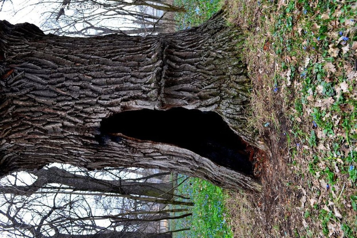 Гнездо в дупле