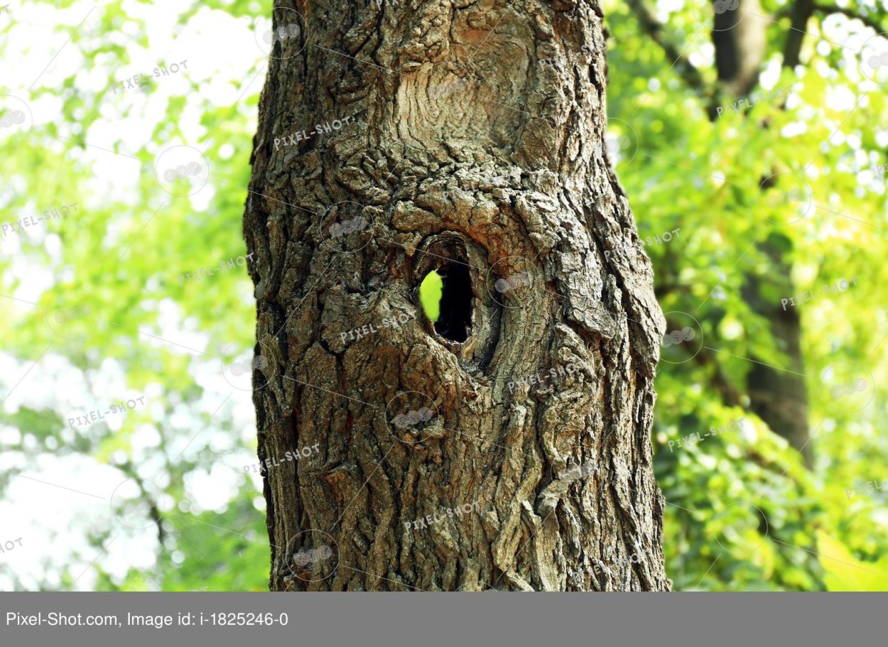 Дупло дуба парк Дубки