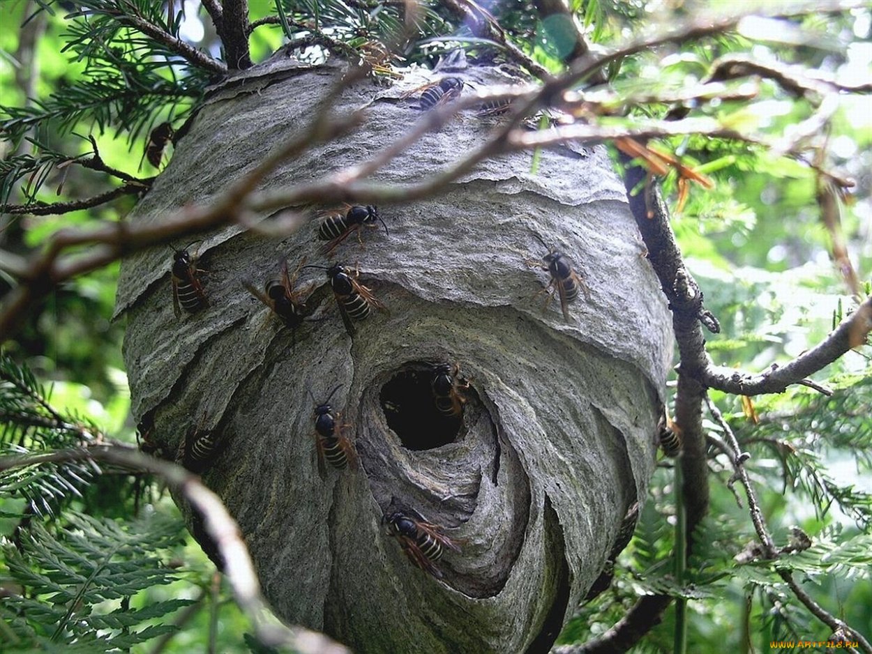 Осиное Лесное гнездо