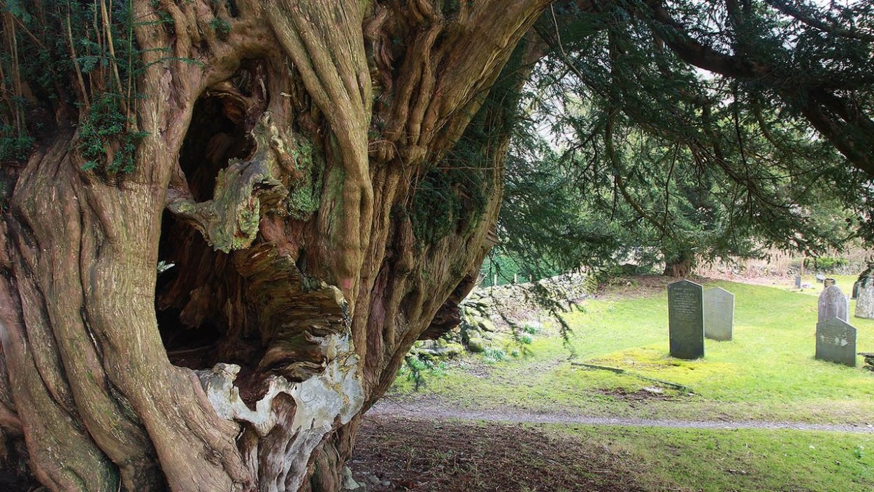 Живопись в дупле дерева