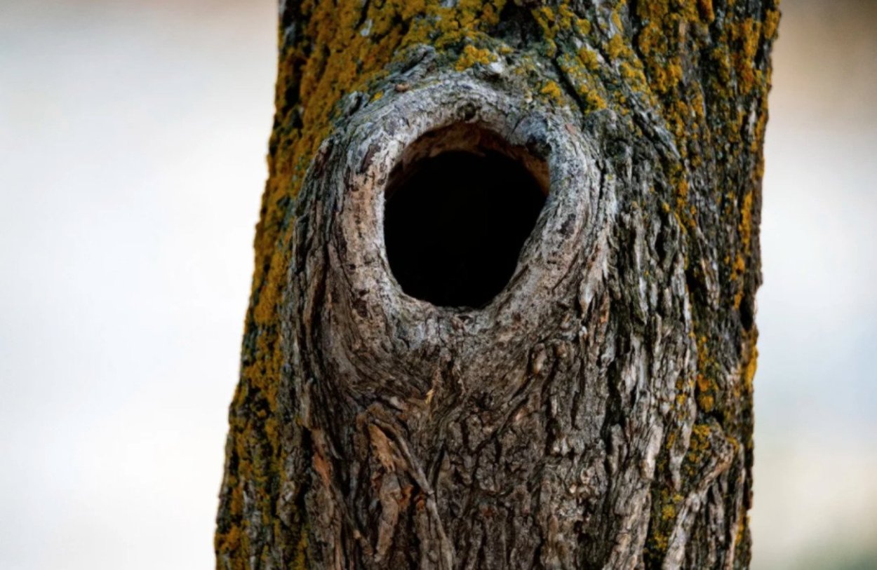 Дупло белки