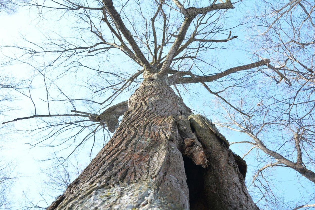 Дерево с корнями и дуплом