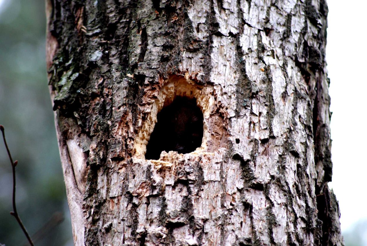 Дерево с дуплом