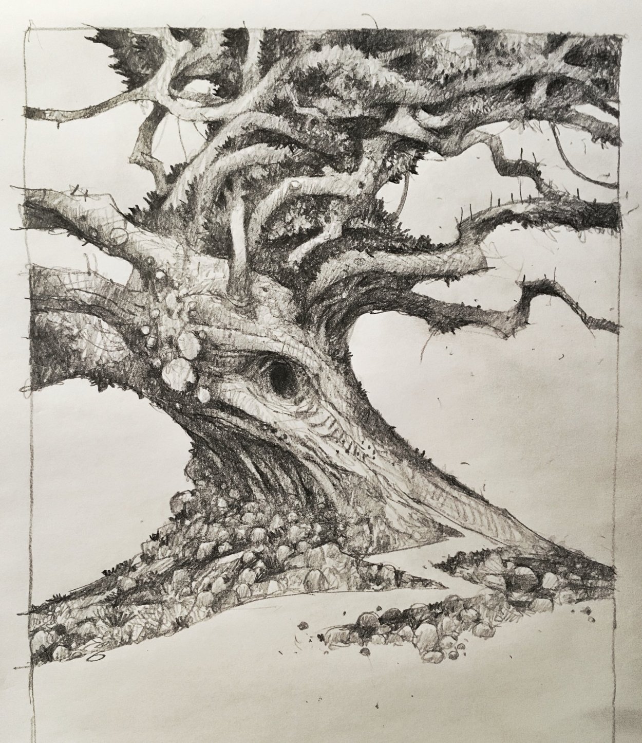 Липа сдуплом Василево