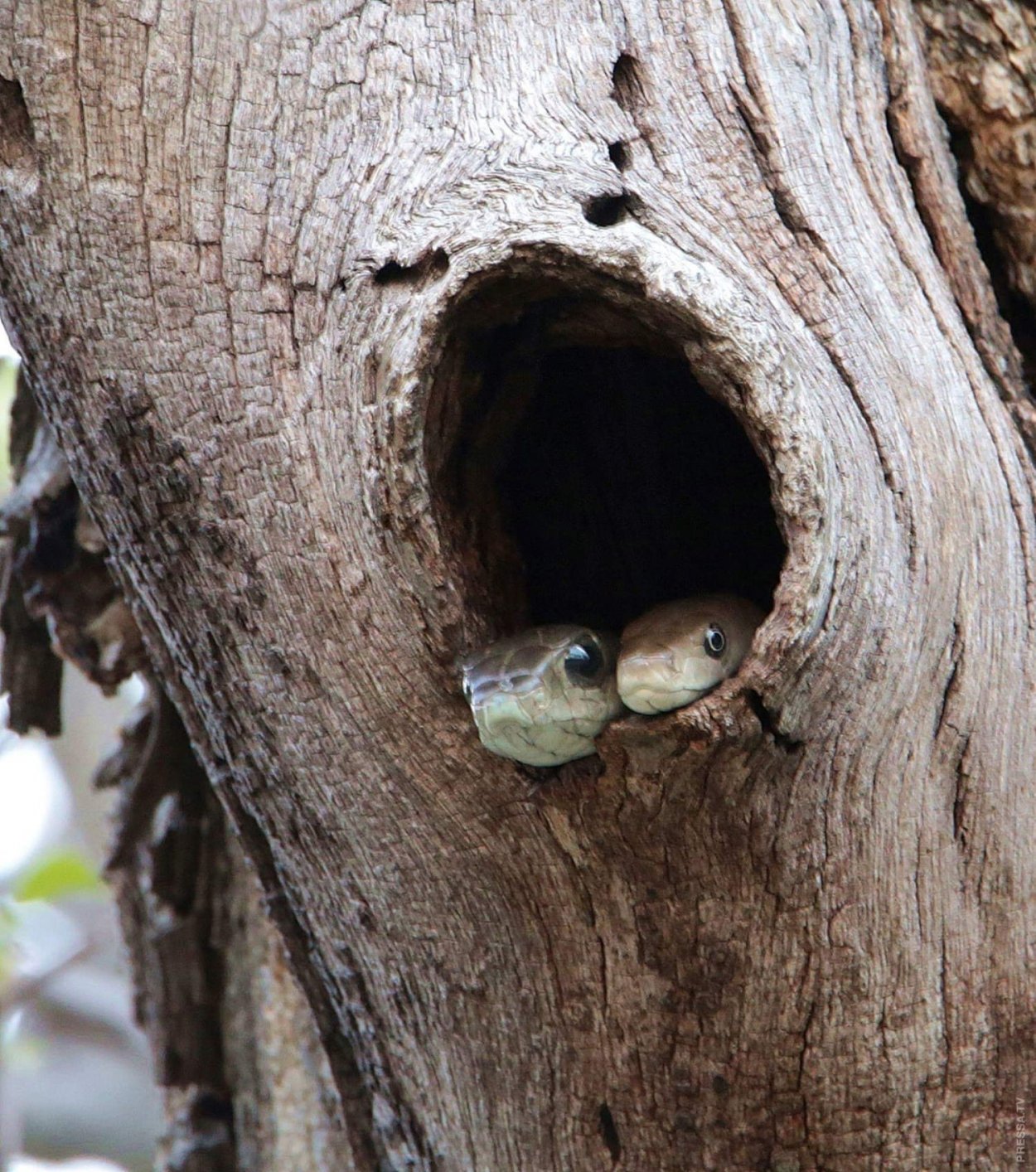 Неприличные деревья