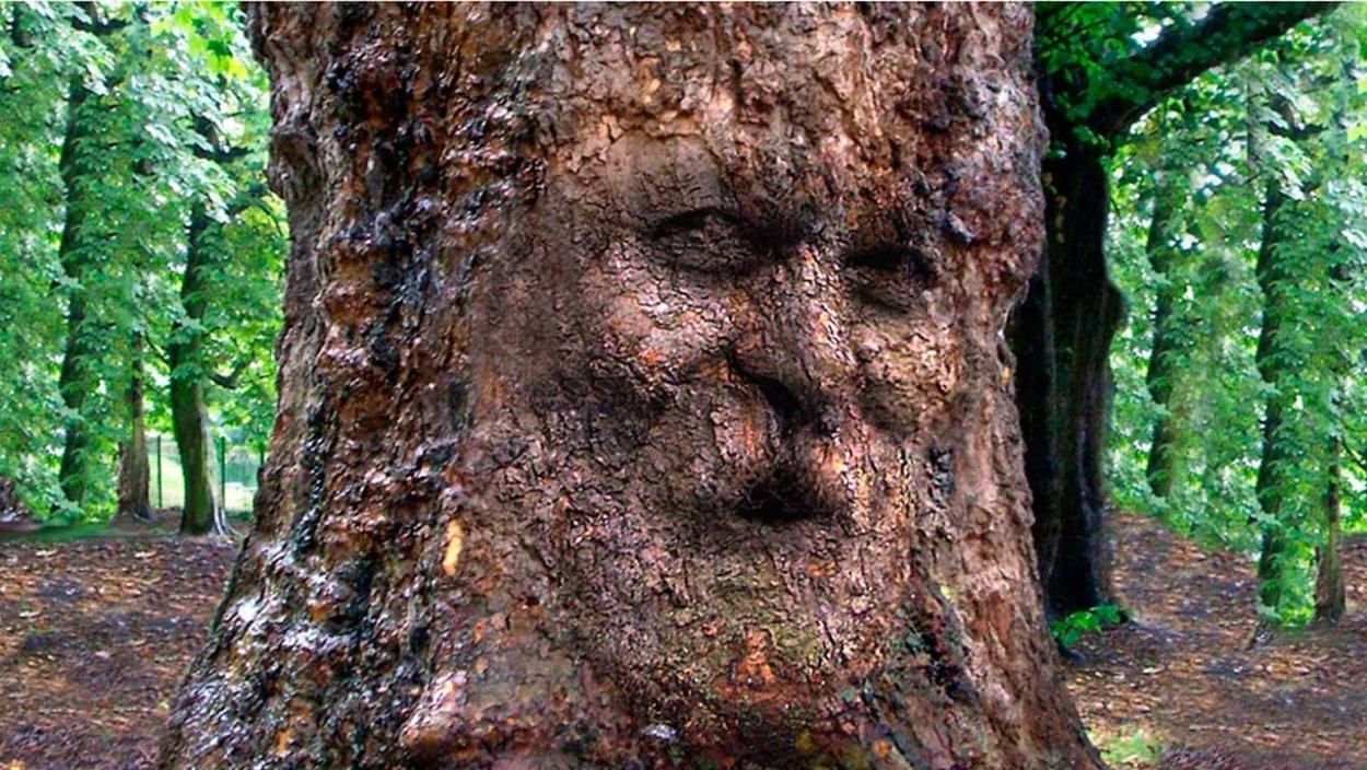 Совята в дупле