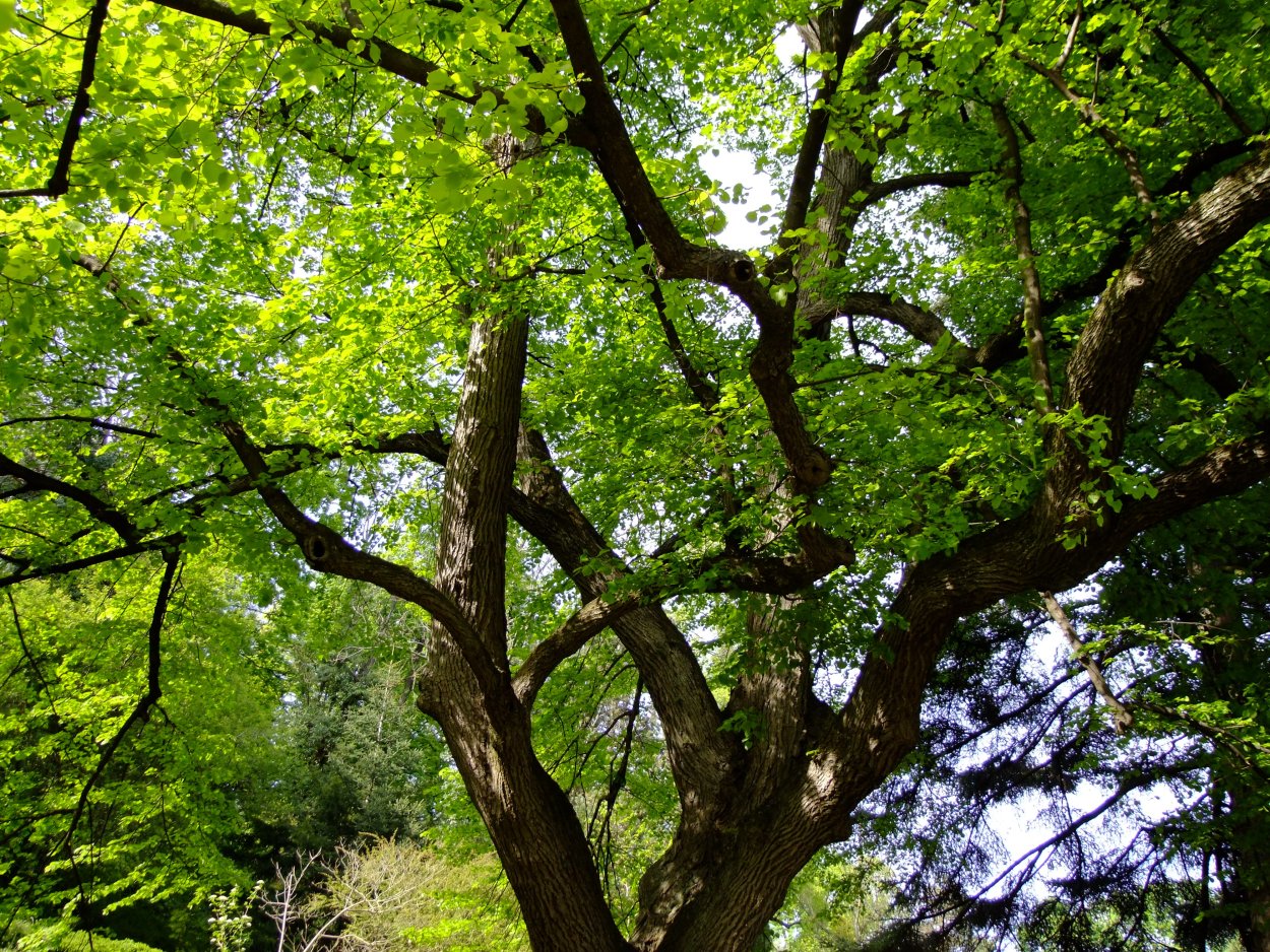 Широколиственные леса России