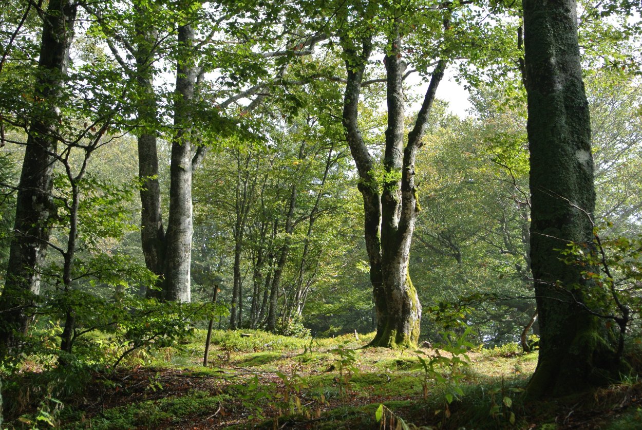 Подлесок ольха