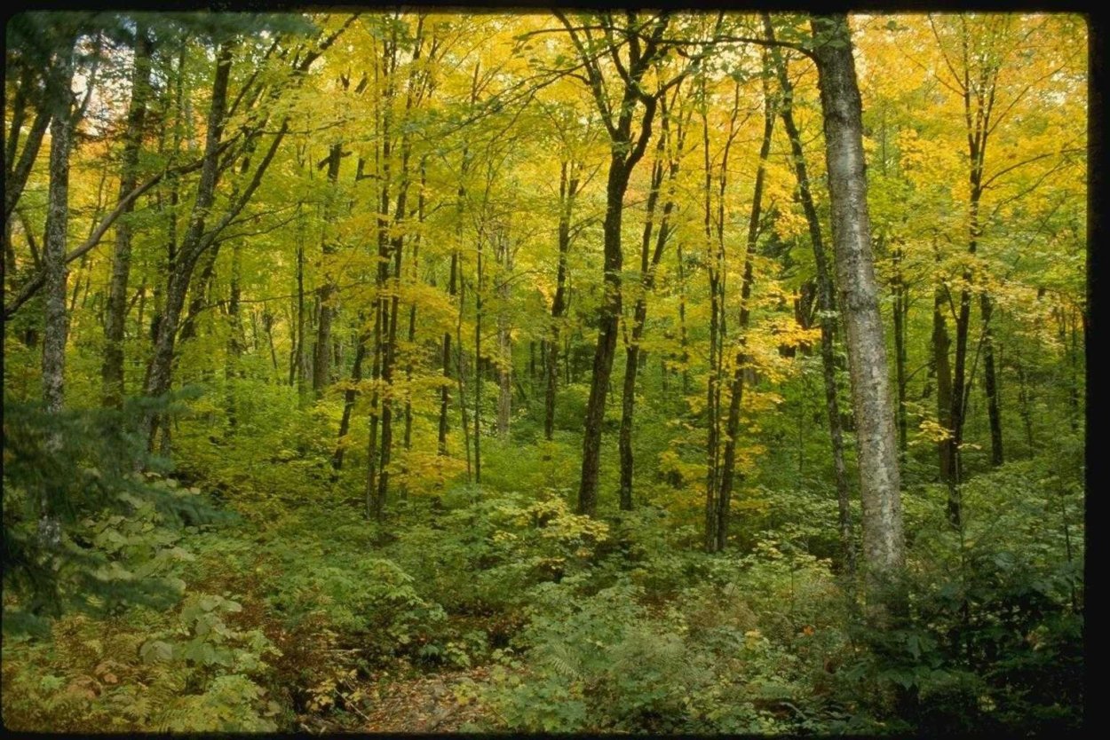 Дубовая роща Коломенское