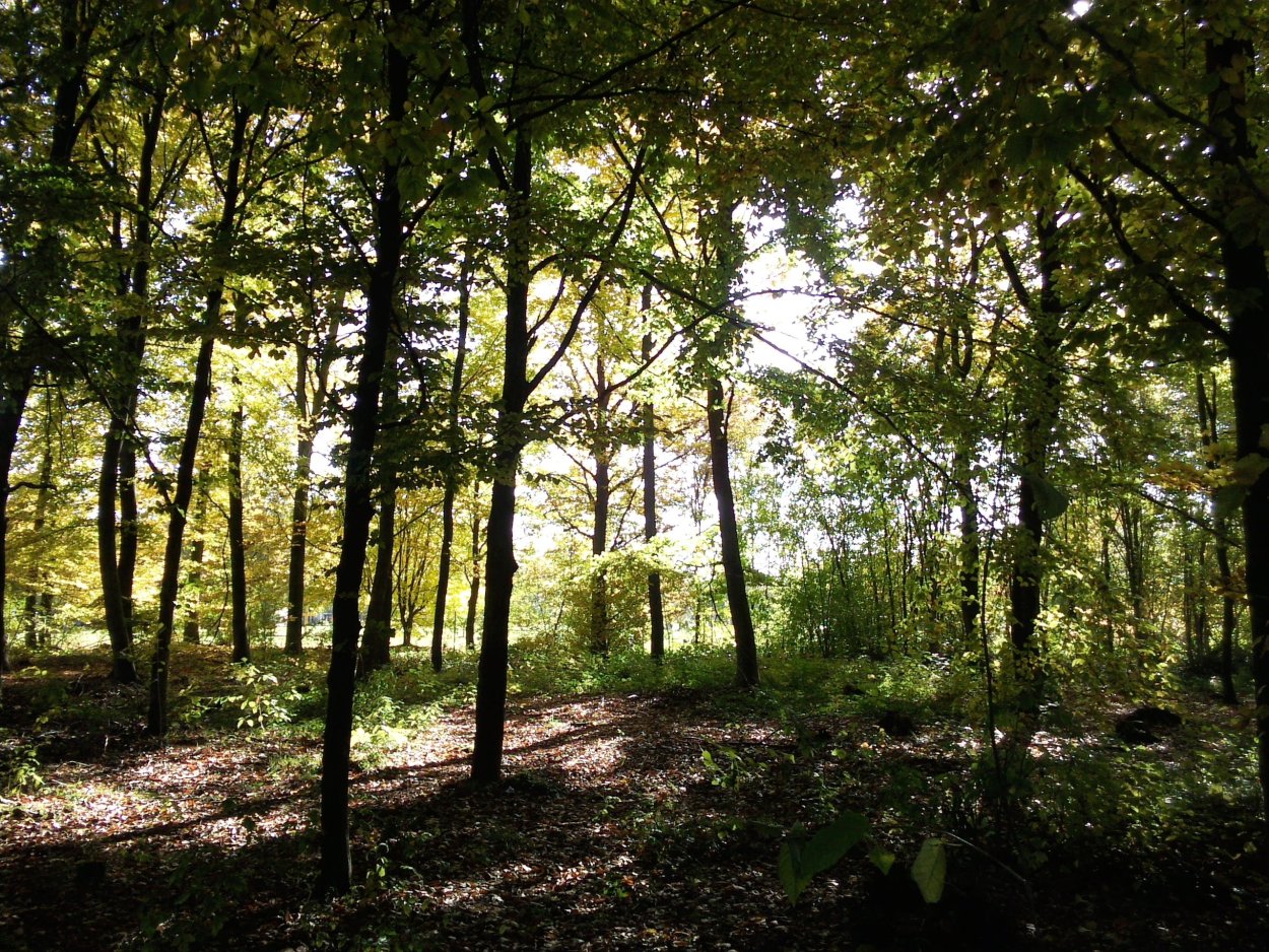 Широколиственные леса липа