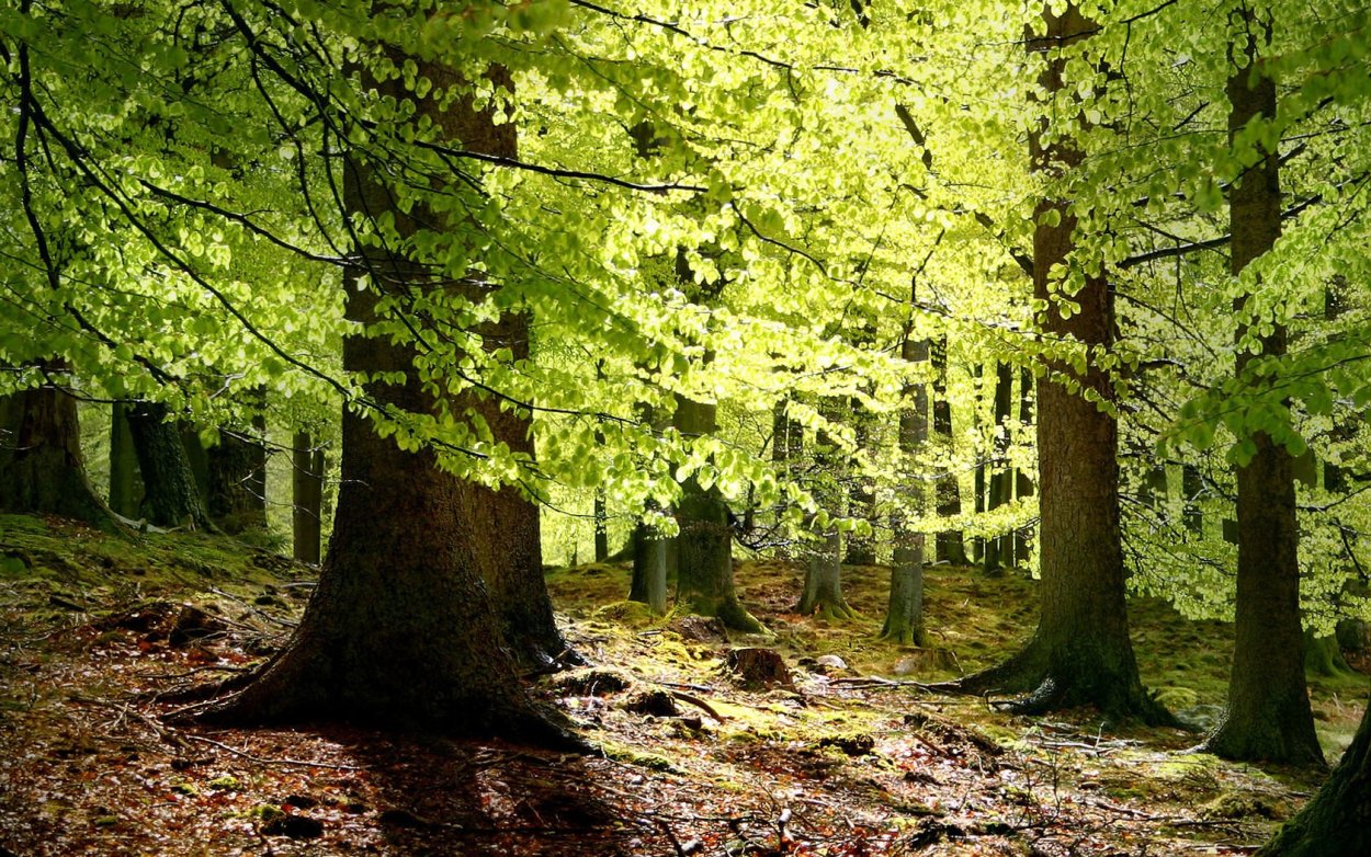 Широколиственный лес лес