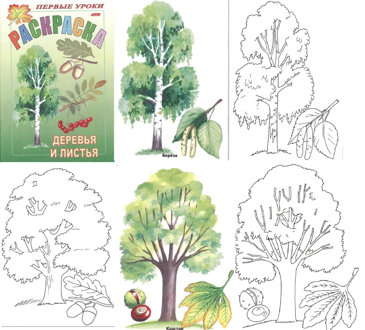 Клён платановидный в лесу