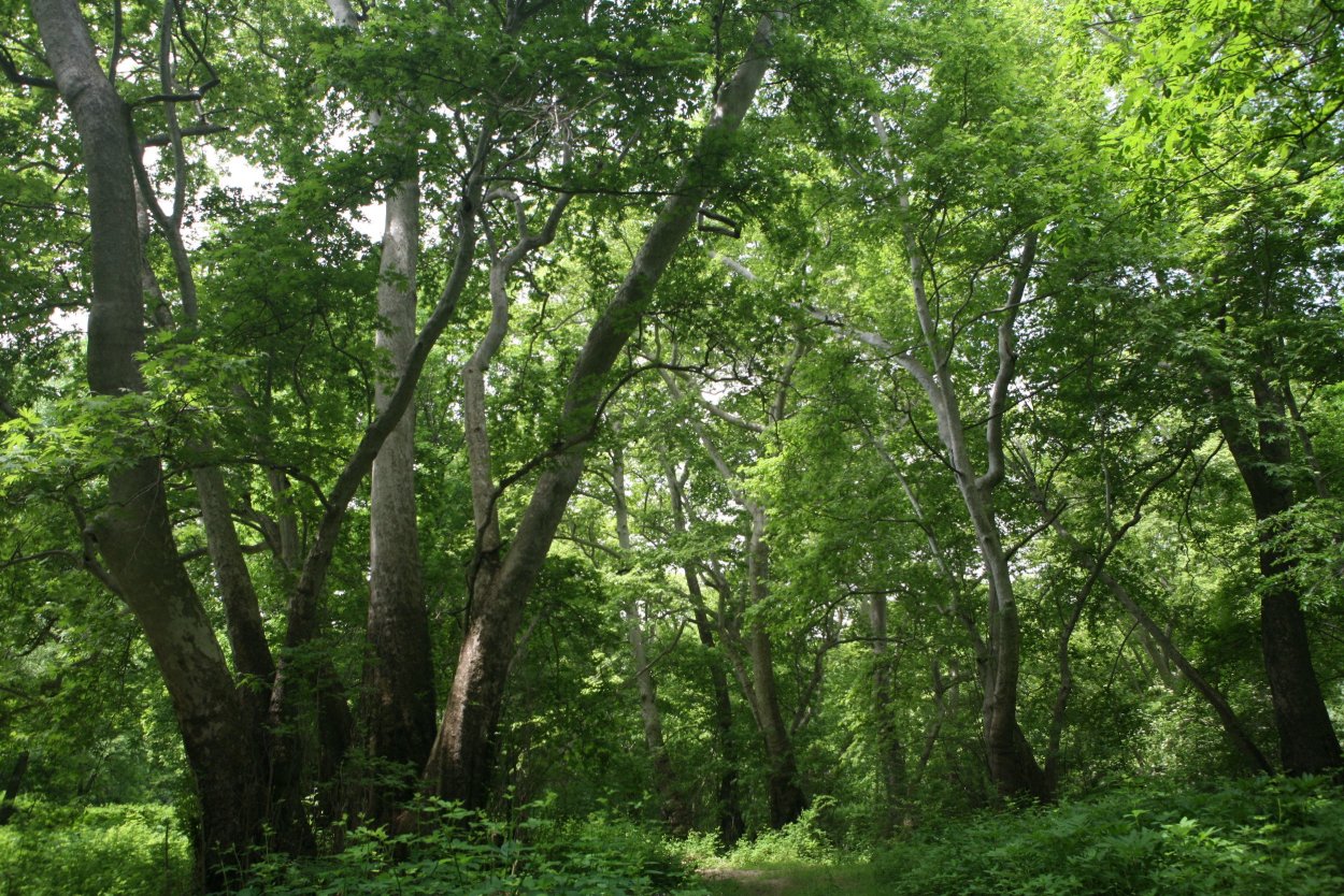Широколиственные леса Великобритании