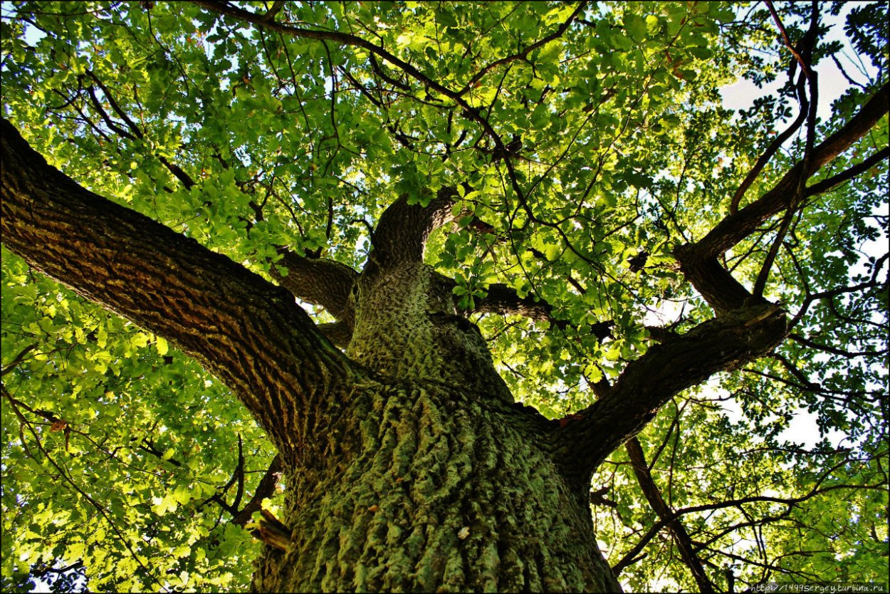 Листопадные леса умеренного пояса