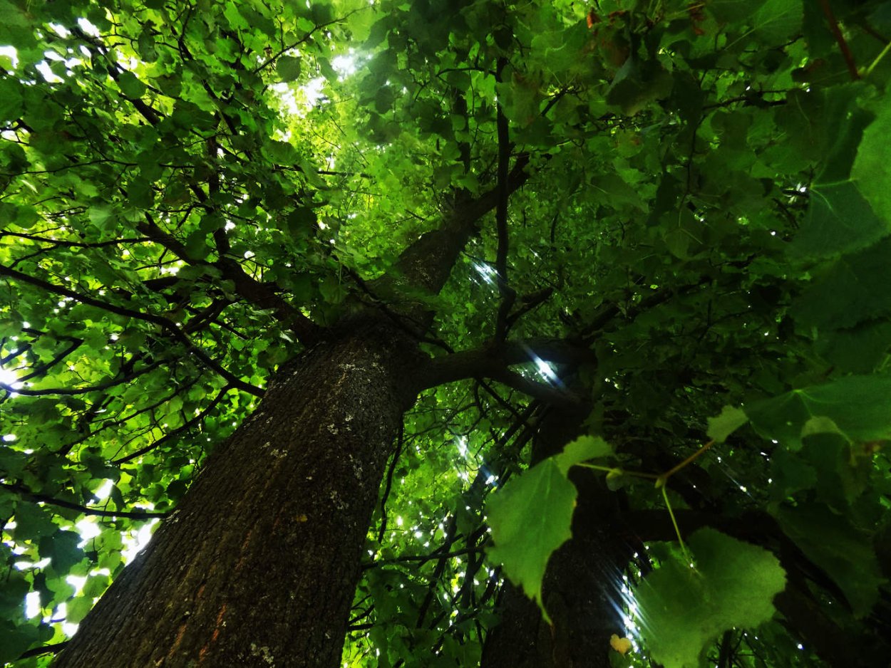 Лиственные деревья названия