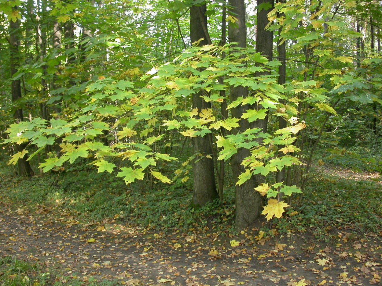 Клен остролистный Глобозум