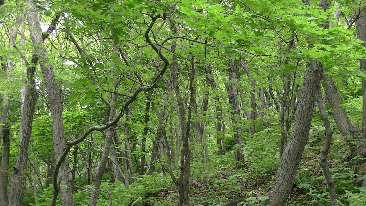 Дуб широколиственный лес