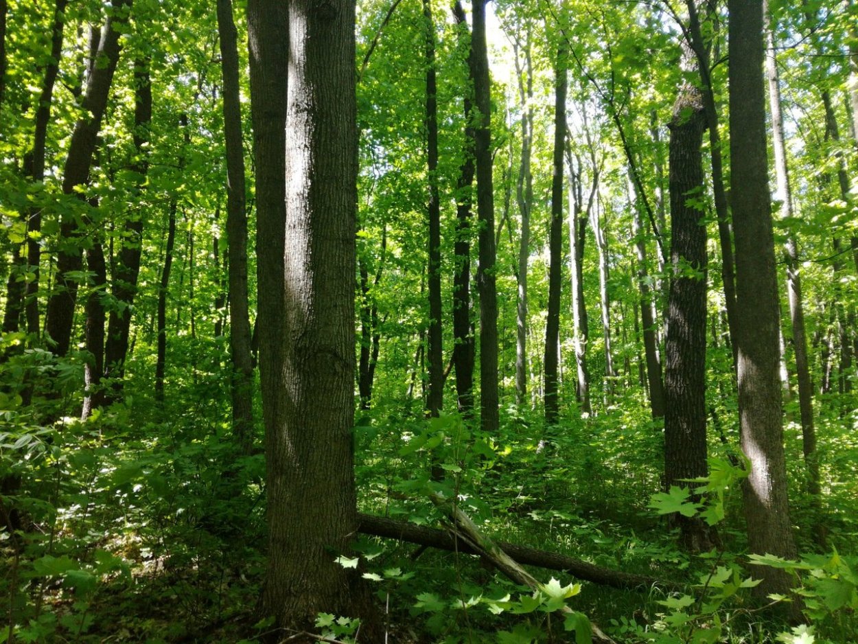 Широколиственный лес Краснодарский край