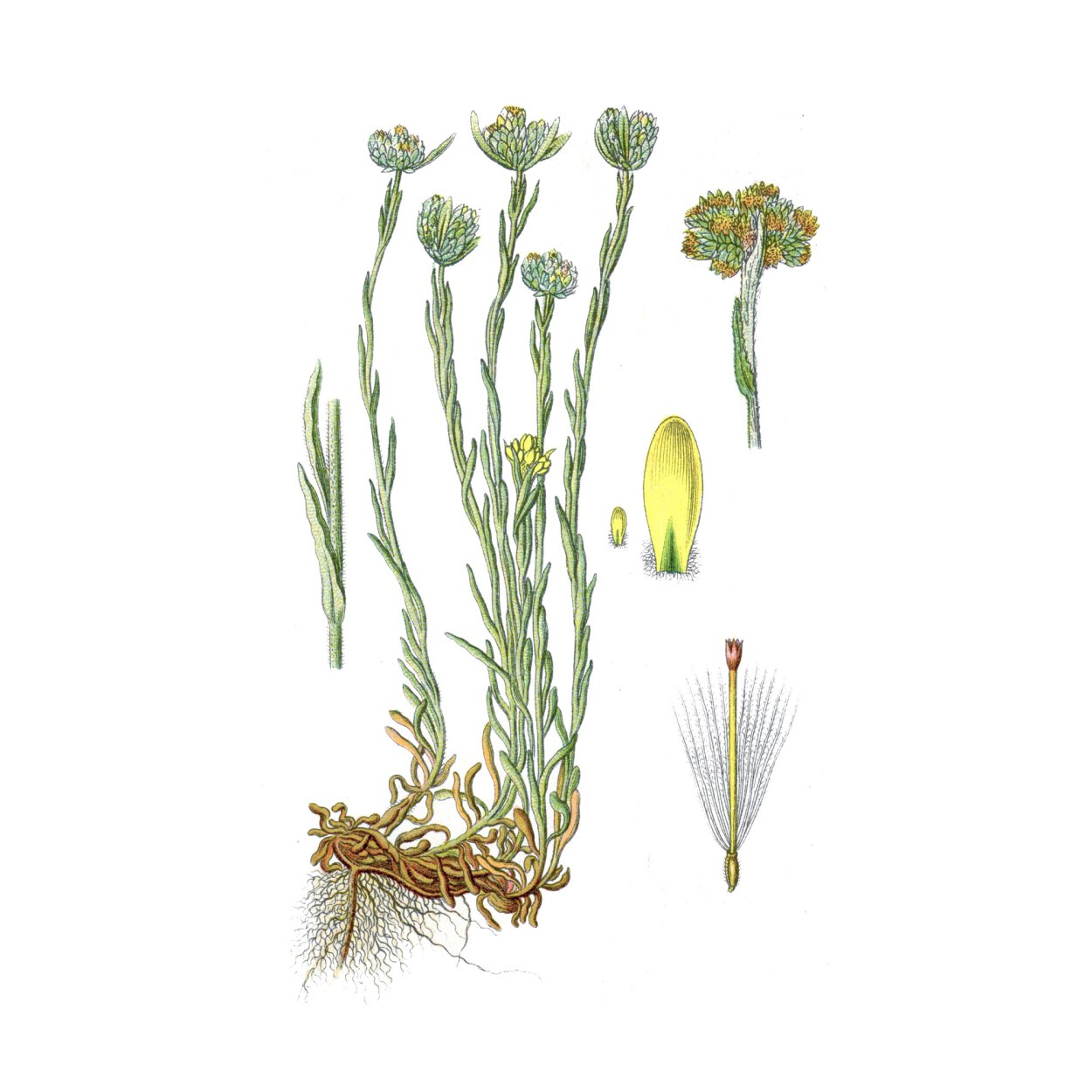 Солодка (бессмертник песчаный)