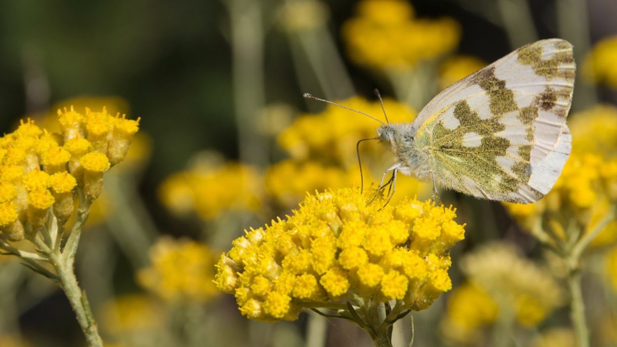 Бессмертник песчаный лекарство