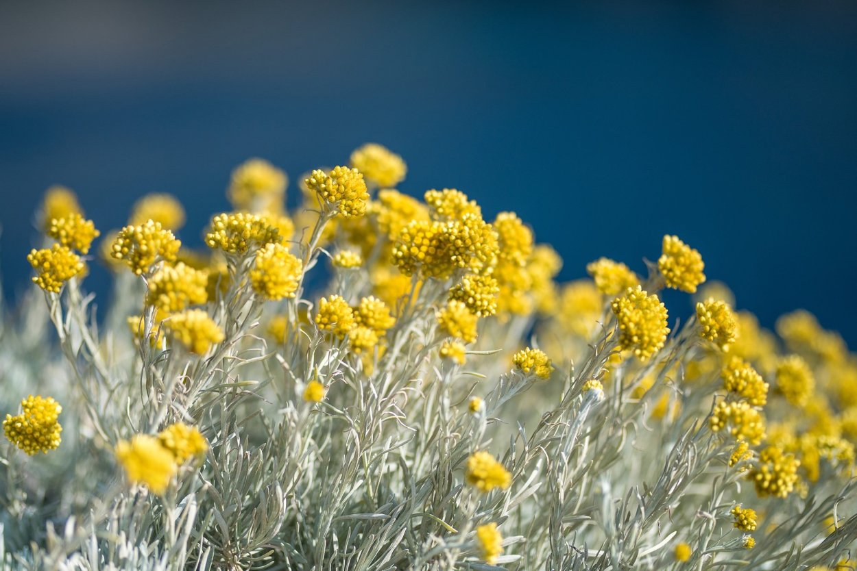 Гавриш бессмертник песчаный